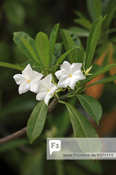 Zerberusbaum (Cerbera odollam)  Blüten  Kota Kinabalu  Sabah  Malaysia  Borneo  Asien