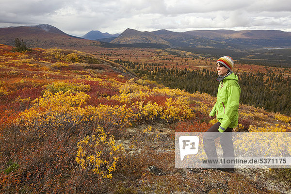 Young woman walking  hiking in subalpine tundra  Indian summer  autumn  near Fish Lake  Yukon Territory  Canada