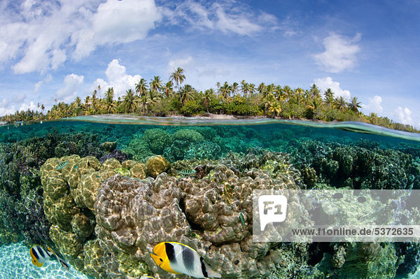 Over/under coral reef