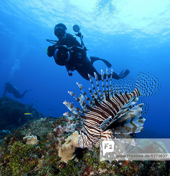 Photographer and Lionfish