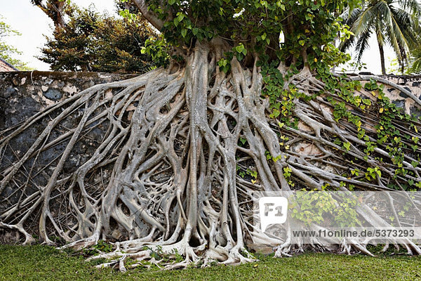 Würger-Feigenbaum in Con Dao Island  Vietnam