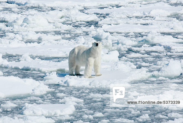 Polar bear standing on ice  Svalbard Archipelago  Norway   Vietnam