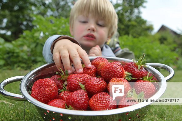 Ein Junge mit Erdbeeren in einem Sieb
