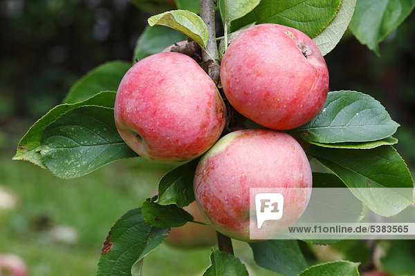 'Apples (Malus domestica)  ''James Grieve'' variety  ripe apples on branch  Neunkirchen  Siegerland  North Rhine-Westphalia  Germany  Europe'