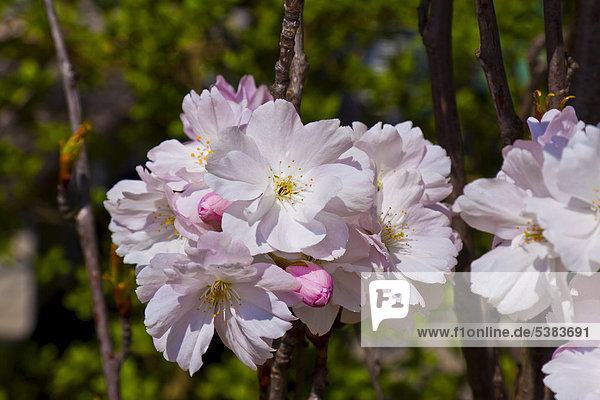 Kirschblüte  Japanische Blütenkirsche (Prunus serrulata)  Frühling