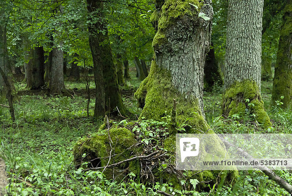 Mit Moos bewachsene Wurzel einer Schwarzerle (Alnus glutinosa) im Auwald  Naturschutzgebiet Mönchbruch bei Frankfurt  Hessen  Deutschland  Europa