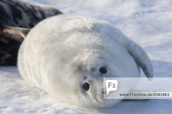 Grey seal (Halichoerus grypus)  Helgoland  Schleswig-Holstein  Germany  Europe