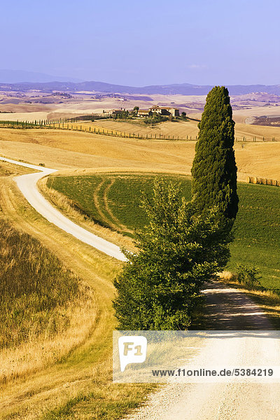 Typisch toskanische Landschaft mit Zypresse (Cupressus)  bei Ville de Corsano  Toskana  Italien  Europa