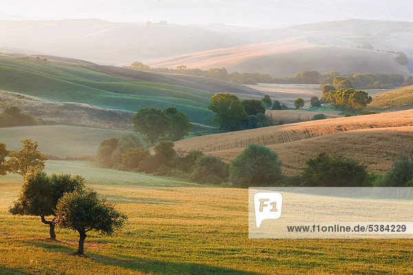 Typisch toskanische Landschaft im Morgendunst bei San Quirico Val d'Orcia  Toskana  Italien  Europa
