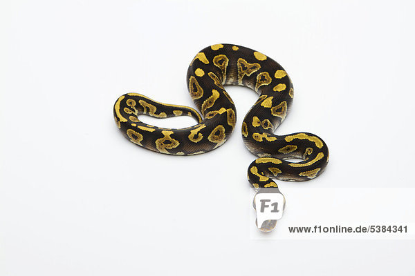 Königspython (Python regius) Phantom Yellow Belly  Männchen