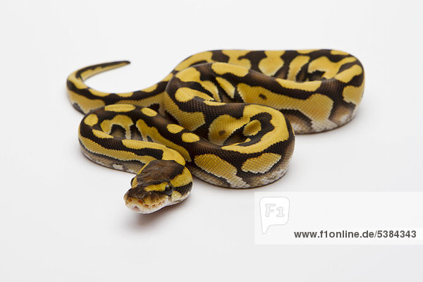Königspython (Python regius) Tiger Phantom  Weibchen