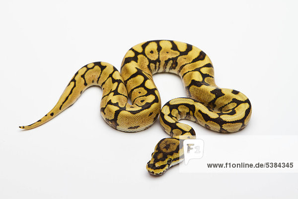 Königspython (Python regius) Spider Phantom Yellow Belly  Männchen