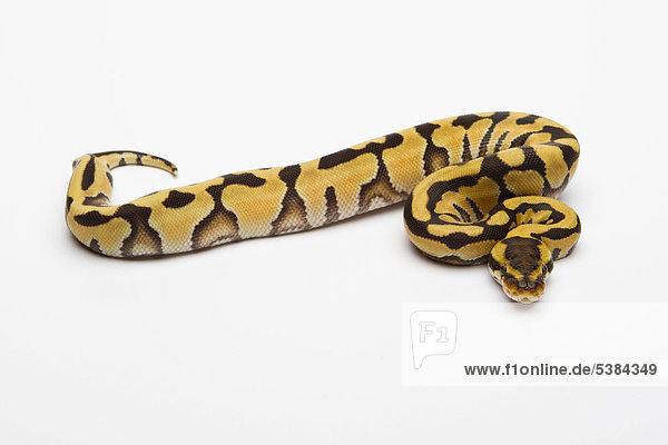 Königspython (Python regius) Tiger  Weibchen