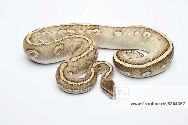 Super Phantom Ball Python or Royal Python Python regius , male - Stock ...