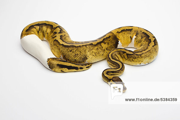 Königspython (Python regius) Pastel Piebald  Weibchen