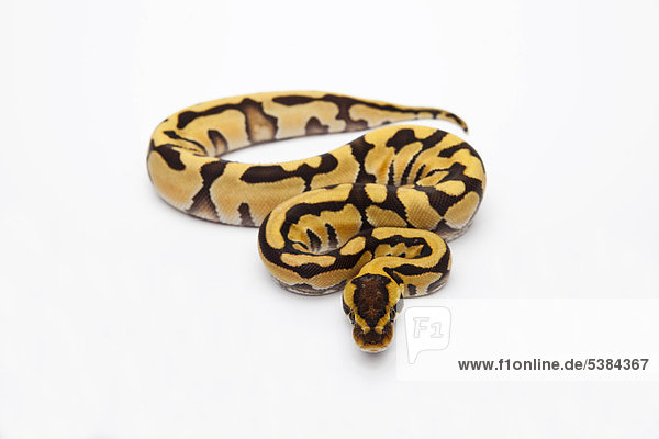 Königspython (Python regius) Tiger  Weibchen
