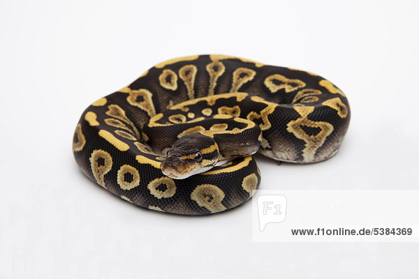 Königspython (Python regius) Phantom Yellow Belly  Weibchen
