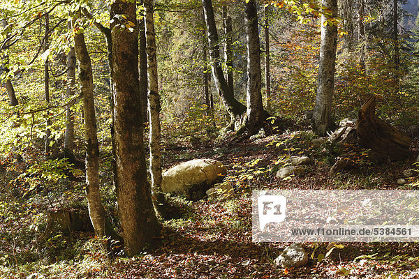 Herbstlicher Bergwald bei Wildbad-Kreuth  Tegernseer Tal  Oberbayern  Bayern  Deutschland  Europa  ÖffentlicherGrund