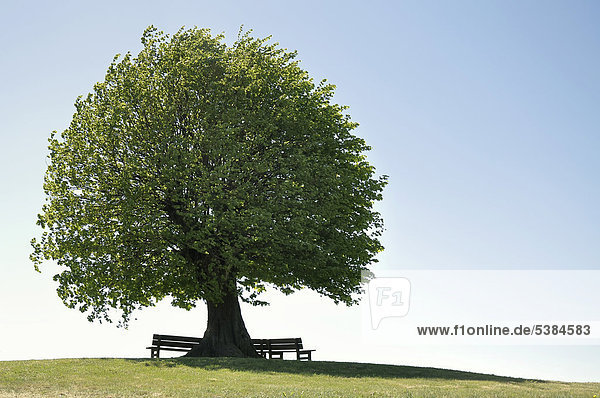 Linde (Tilia spec.) mit Bank  Solitärbaum auf Hügel  Kreis Kreis Rendsburg-Eckernförde  Schleswig-Holstein  Deutschland  Europa