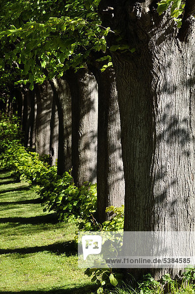 Lindenallee (Tilia spec.)  Kappeln  Kreis Kreis Schleswig-Flensburg  Schleswig-Holstein  Deutschland  Europa