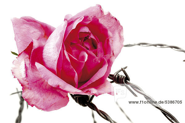 Download Zitat rose Desktop Wallpaper Free