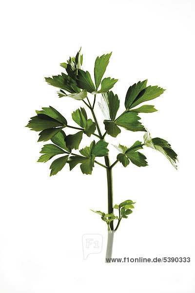 Liebstöckel - Maggikraut (Levisticum officinale)
