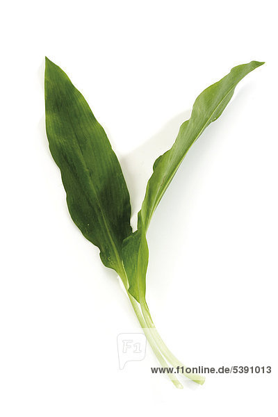 Bärlauch ( Allium ursinum )