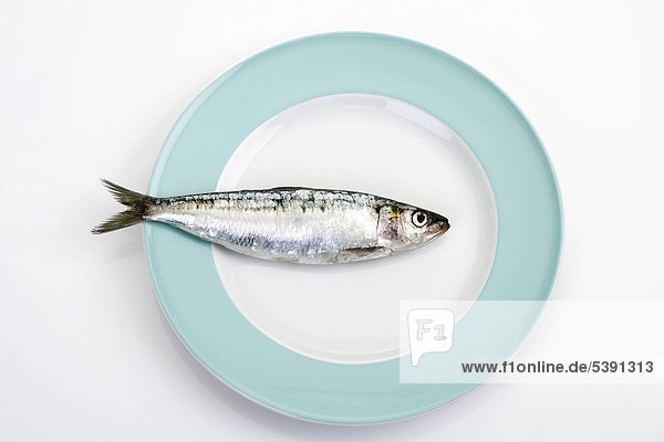 Sardine on a plate