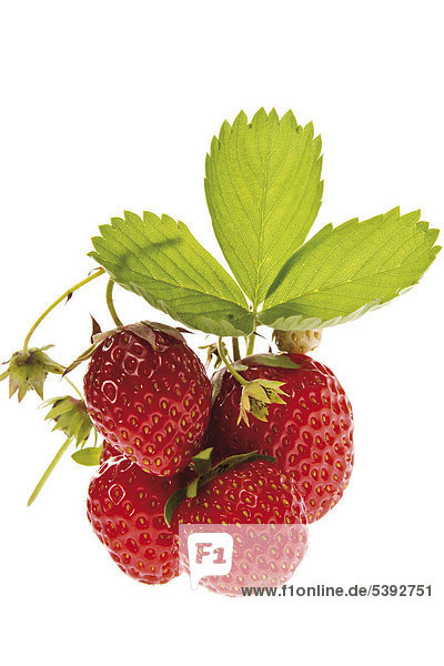 Frische Erdbeere
