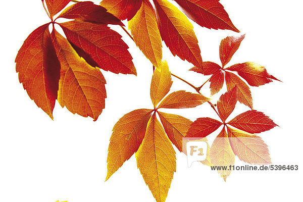 Wilder Wein (Parthenocissus spec.)  Herbstfärbung
