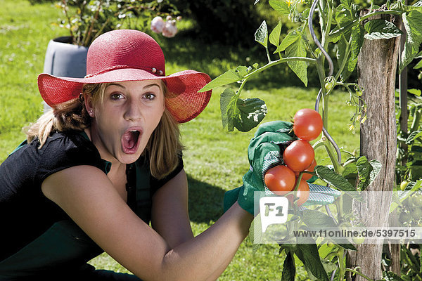 Surprised female gardener harvesting tomatoes