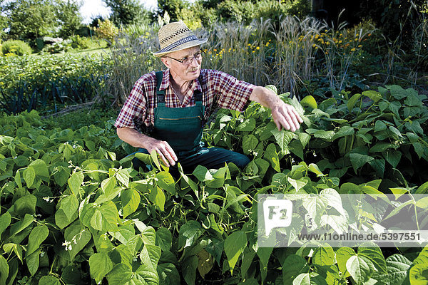Gardener in front of his patch of bush beans
