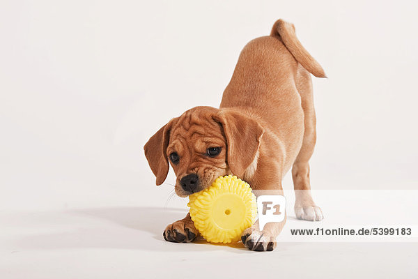 Puggle puppy playing with a ball