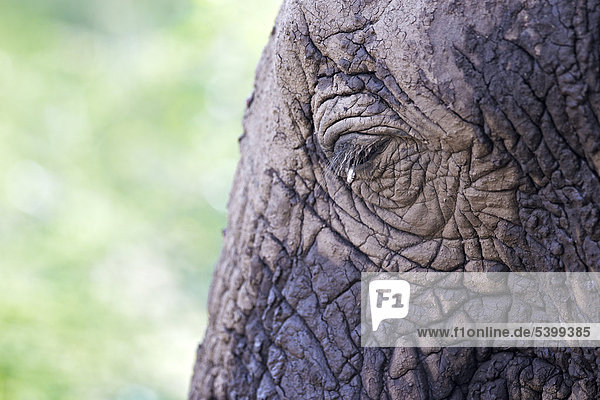 Auge  Afrikanischer Elefant (Loxodonta africana)  Lake Manyara Nationalpark  Tansania  Afrika