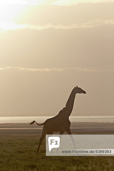 Giraffe (Giraffa camelopardalis) im Morgenlicht  Lake Manyara Nationalpark  Tansania  Afrika