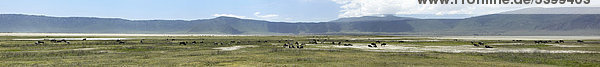 Panorama  Ngorongoro Krater  Ngorongoro Conservation Area  Tansania  Afrika