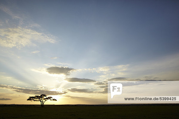 Baum im Gegenlicht zur Sonne  Serengeti  Tansania  Afrika