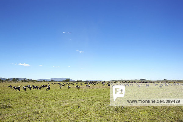 Streifengnus (Connochaetes taurinus) in der Serengeti  Tansania  Afrika
