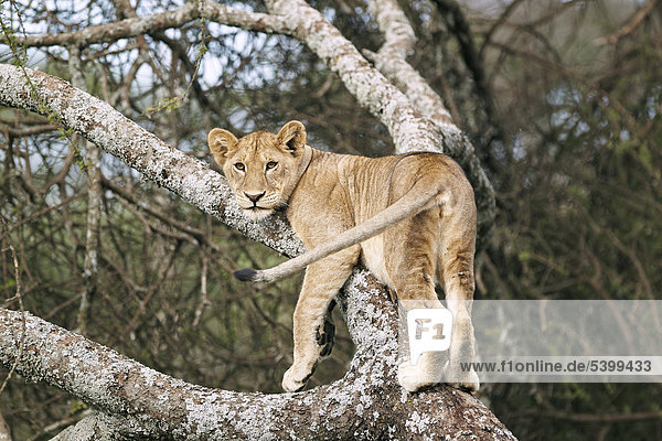 Löwe (Panthera leo) auf Baum  Serengeti  Tansania  Afrika