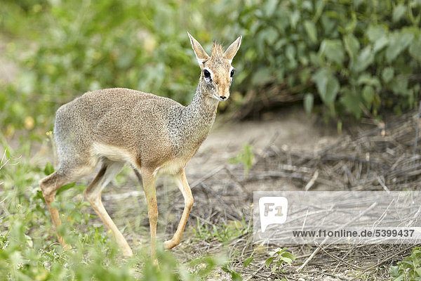 Kirk-Dikdik (Madoqua kirki)  afrikanische Zwergantilope  Serengeti  Tansania  Afrika