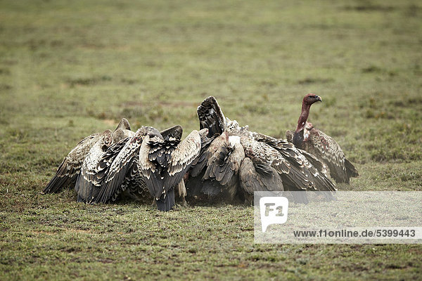 Weißrückengeier (Gyps africanus)  Serengeti  Tansania  Afrika