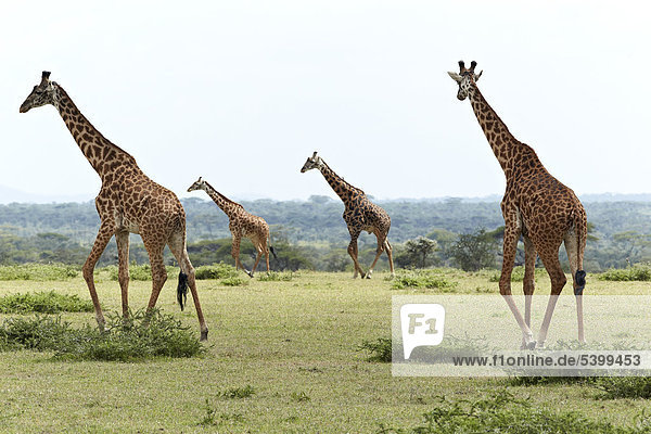 Giraffen (Giraffa camelopardalis)  Serengeti  Tansania  Afrika