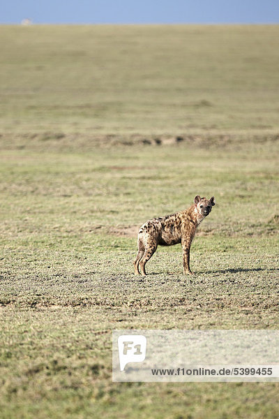 Tüpfelhyäne oder Fleckenhyäne (Crocuta crocuta)  Serengeti  Tansania  Afrika