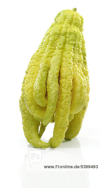 Zedrat-Zitrone oder Zitronat-Zitrone (Citrus medica var sarcodactylis)  im Volksmund auch Buddhas Hand genannt