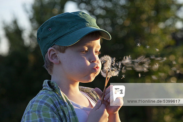 Little boy blowing dandelion clocks  Hohnstorf  Lower Saxony  Germany  Europe