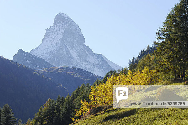 Matterhorn in herbstlich verfärbter Umgebung  Zermatt  Wallis  Schweiz  Europa