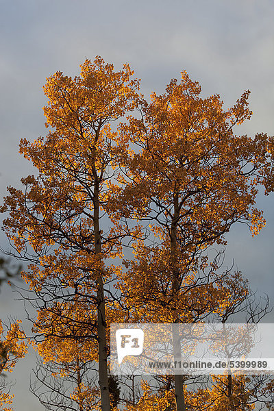 Farbaufnahme Farbe Herbst Yukon Espe Populus tremula Pappel