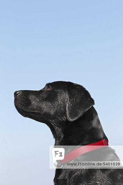 Nasser schwarzer Labrador Retriever  Rüde (Canis lupus familiaris)