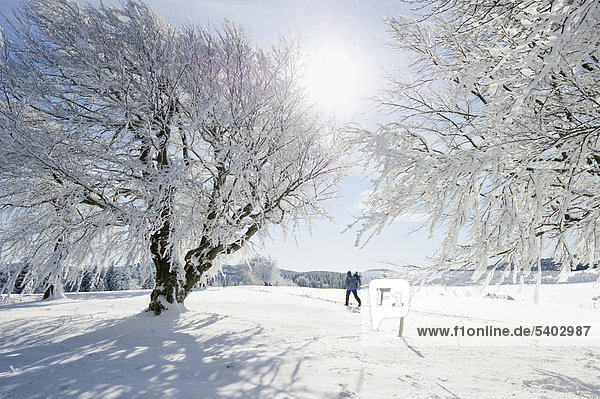 Snow-covered beeches and cross-country skiers at Mt. Schauinsland  Freiburg im Breisgau  Black Forest  Baden-Wuerttemberg  Germany  Europe