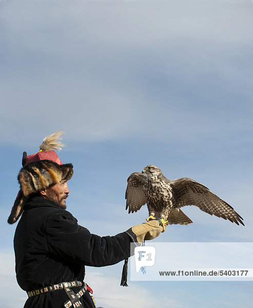 Kazhak Falconer with Saker Falcon (Falco cherrug) at eagle hunters festival in western Mongolia  Asia